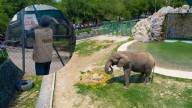 Profepa quita sellos de clausura al zoológico La Pastora