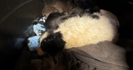 5 puppies rescued after being abandoned in a Willoughby dumpster