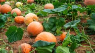 The Clear Sign The Pumpkins In Your Garden Are Ready To Harvest