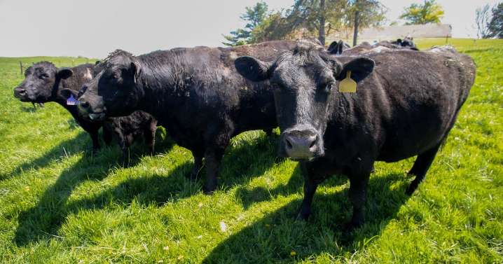 Iowa soybean farmers lost China as a buyer. Cattle was their backup plan — then Trump announced plans to import more beef
