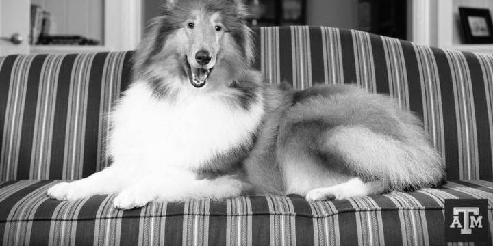 Texas A&M announces funeral arrangements for Reveille IX