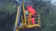 Retirado en Alhaurín de la Torre un nido de avispas velutinas, especie exótica depredadora de abejas