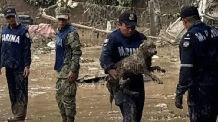 Habilitan refugio para animales en Huauchinango ante afectaciones por lluvias