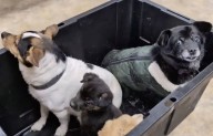 The other Alaska airlift: Volunteers save dogs from a flooded Alaska village, 1 tiny plane at a time