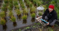 UK's first rice crop harvested in Cambridgeshire after record