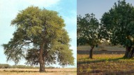 El algarrobo, el gigante tropical que nutre, protege y da vida a los bosques de América: estos son sus usos más comunes