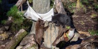 Zoo’s Bear Ridge opens, features debut of 2 bear cubs