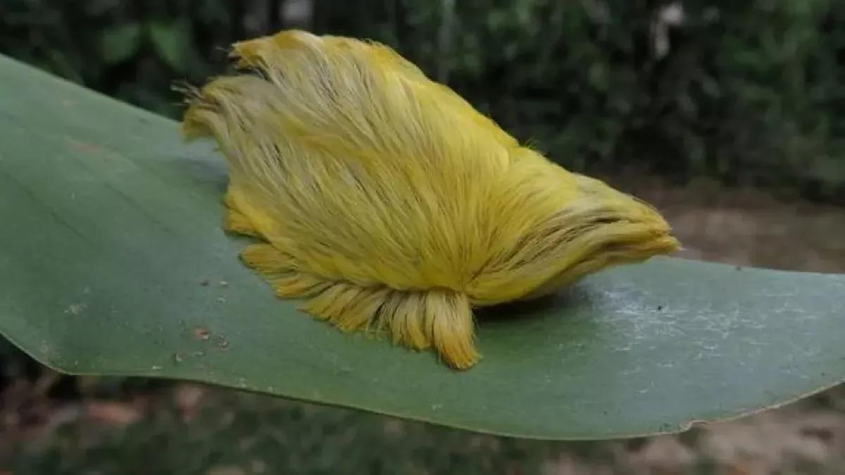 Descubrimiento de la oruga peluche en Guadalajara pone en alerta a todo México