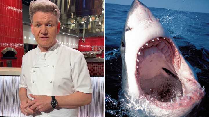 Gordon Ramsay recounts close call with great white shark in Tasmania