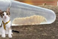Detectan los primeros casos de gusano barrenador en gatos en Campeche
