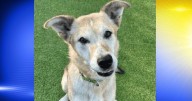 Pet of the Week: Major Tom