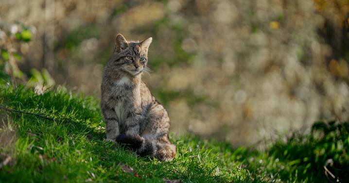 18 Scottish wildcats released into Highlands bringing total to 46
