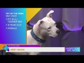 Pet of the Week: Meet Snow