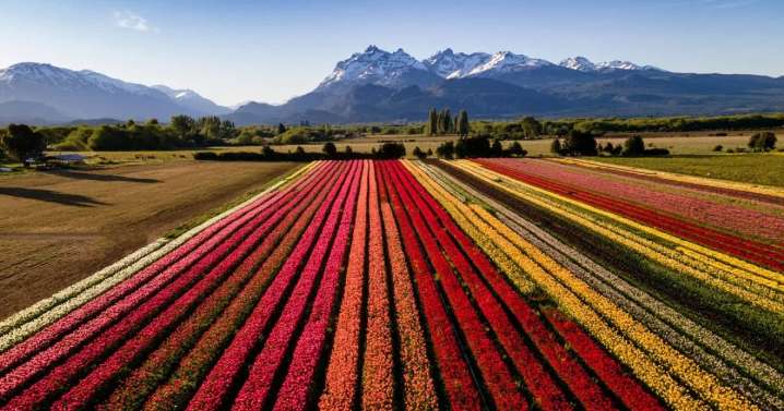 Tulipanes Patagonia ya abrió sus puertas: cómo y cuándo ir a visitar esta maravilla de Trevelin