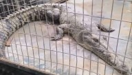 Rescatan a cocodrilo de Tumbes que ingresó a una langostinera