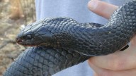 What is Georgia's biggest snake? It grows up to 9 feet, immune to vipers