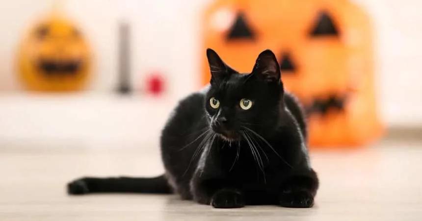 Prohibieron la adopción de gatos negros durante Halloween en una ciudad española, esta fue la explicación de las autoridades