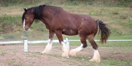 Caballo Clydesdale: el equino escocés que se convirtió en un ícono de la publicidad en Estados Unidos