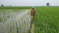 At less than 6%, paddy procurement remains abysmally low in Punjab