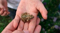 Se tragó 8 ranas vivas para aliviar un dolor y terminó peor
