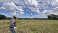 Fauna silvestre destruyó una hectárea de sembradíos de granados en campos agrícolas de Satevó