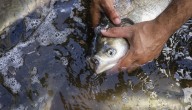 Illinois one step closer to keeping invasive carp out of Great Lakes