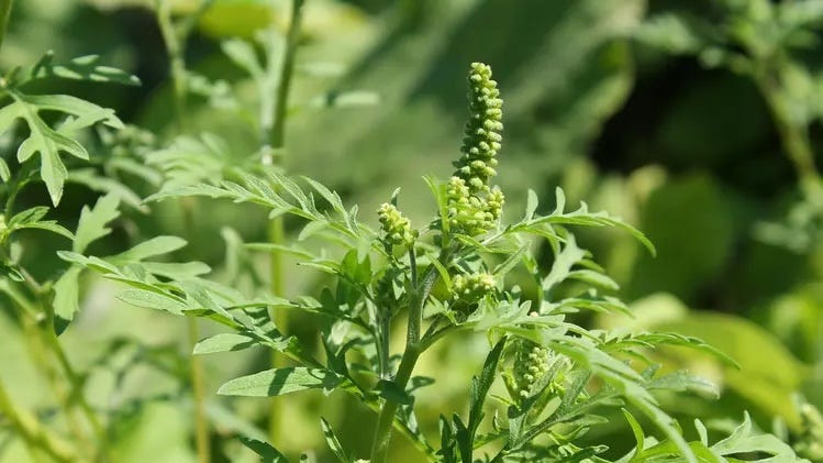 Why your allergies haven't stopped and what to do about fall allergies