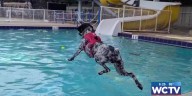 Something Good: Puppies in the Pool event wraps up dog days of summer in Tallahassee