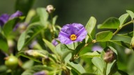 La flor del verano que casi no necesita riego y llena el patio de color