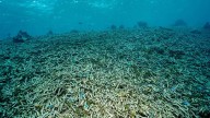 Dos especies clave de coral en Florida ya están “funcionalmente extintas”