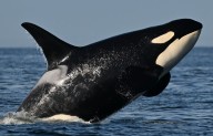 Southern resident K pod falls to lowest number since counts began