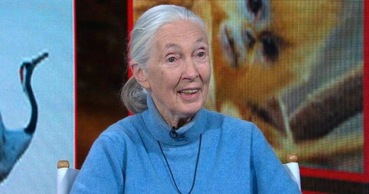 Jane Goodall, famed primatologist, anthropologist and conservationist, dead at 91