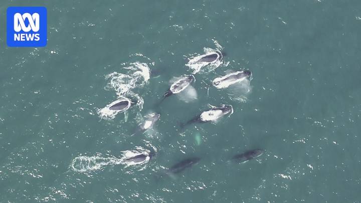 Male whales race in pursuit of female in east coast migration