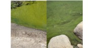 Algae Bloom Watch put in place for Nutgrass Lake