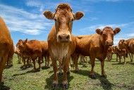 Tensions rise between Trump, cattle ranchers over Argentine beef plans