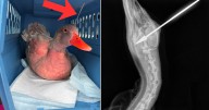 Spring Lake duck shot by blow dart in 'disturbing act of animal cruelty'