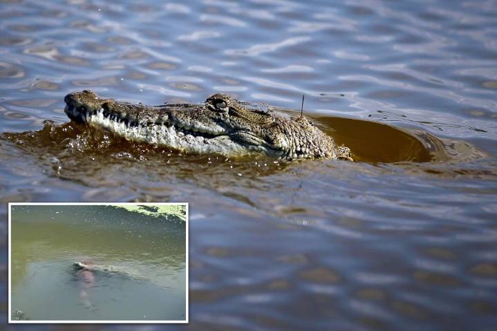 Crocodile in Florida seen with large dog clamped in its jaws