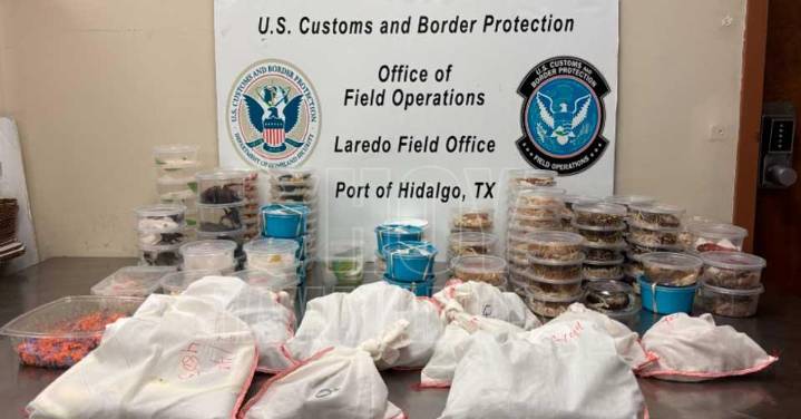 CBP detiene tr?fico de vida silvestre en la frontera con Tamaulipas