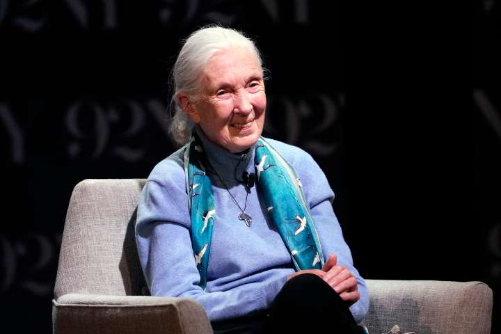 Jane Goodall, pioneering chimpanzee behavioral scientist, dies at 91