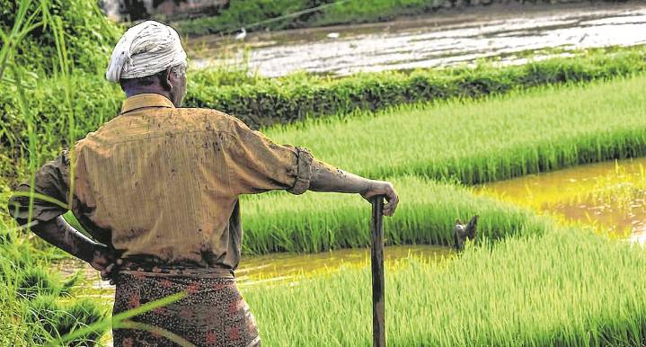 India’s Above-Normal Monsoon Brings Mixed Fortunes For Kharif Crops; Excess Rainfall Damages Paddy, Pulses, Cotton