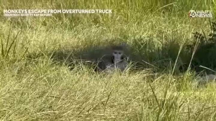 Un mono de laboratorio “agresivo” y potencialmente infeccioso se escapa en Mississippi tras un accidente vehicular