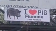 Indore News: ‘I LOVE PIG’ Posters Sparks Political Tension In City, Police Launches Probe
