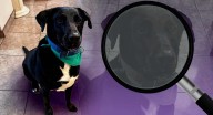 Familia busca al perrito “Max”, quien se perdió tras salir de su casa al norte de Hermosillo