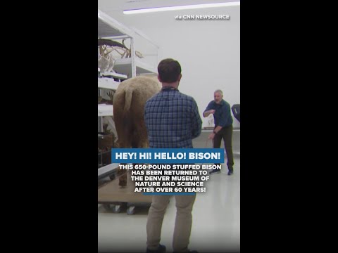 Stuffed bison returns to Denver Museum of Nature and Science
