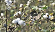 Officials gearing up for cotton procurement in erstwhile Khammam
