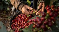 En el Mes Internacional del Café las marcas resaltan la importancia de este ingrediente y de la conexión con la cultura cafetera de Colombia