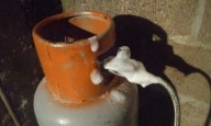 Protección Civil Municipal atiende reporte de fuga de gas en Escalerillas