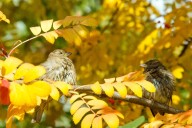Turn Your Garden Into a Fall Haven for Birds With These Flowers 