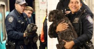 ¡Lomito sano y salvo! Así rescataron a 'Moose', el perro que se coló bajo el tren del Metro en Manhattan