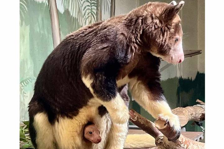 Endangered Matschie’s Tree Kangaroo Born at Nebraska Zoo: Photos